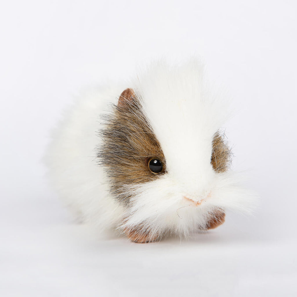 Grey and White Guinea Pig by Hansa