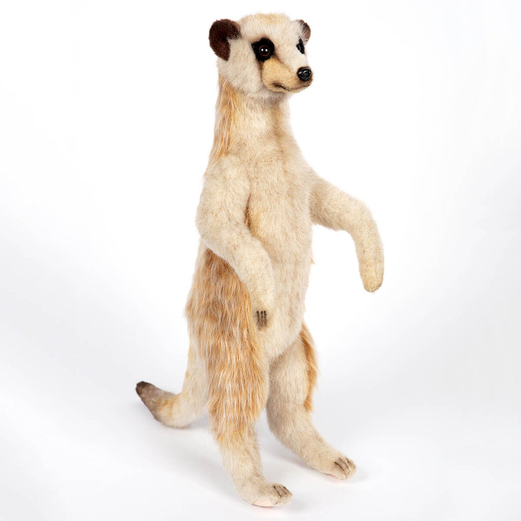 Meerkat by Hansa